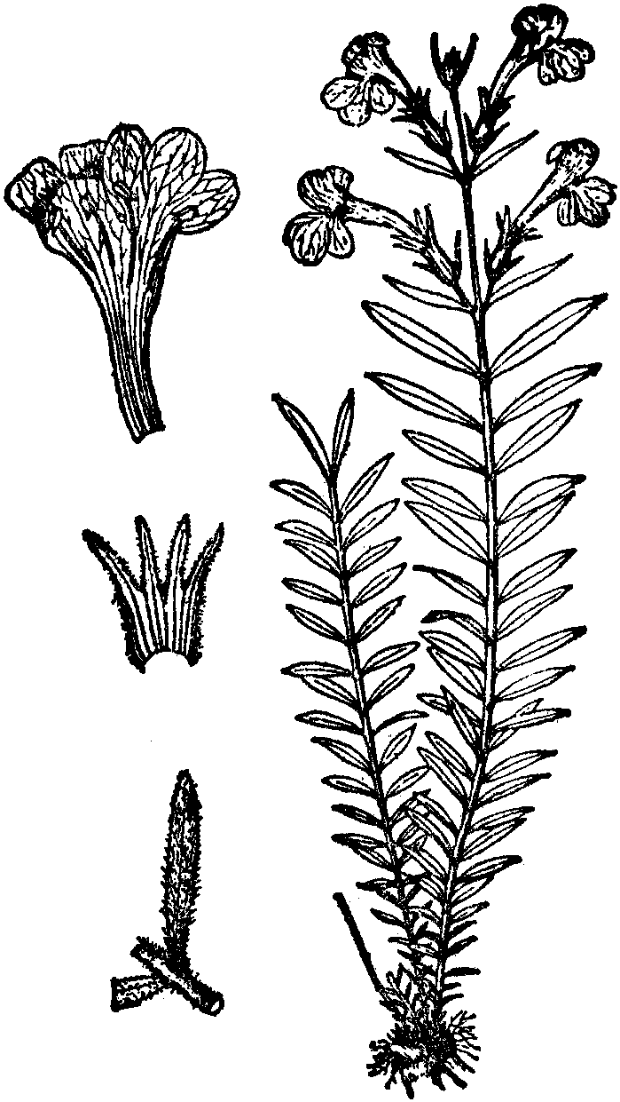 1.綿毛鹿茸草